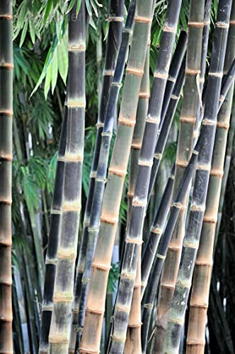Giant Bamboo Dendrocalamus Asper 10+ Seeds