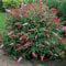1 X BUDDLEIA DAVIDII ROYAL RED SOMMERFLIEDER GRÜNER STRAUCH WINTERHARTE GARTENPFLANZE IM 17CM TOPF