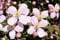 Clematis Montana profumati 10 Semi -Heavy Blooming Vite, Marshmallow Profumo:Seeds