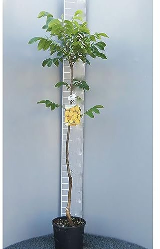 SAVINI VIVAI Chandler Noyer Plante Plantes Fruitières Arbre en Pot 22-24 cm 2-3 ans Hauteur 130-150 cm Fabriqué en Italie