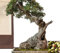 Seeds Olive Tree - Olea Europea - 25 Semi - Eccellente per Bonsai # 641 : Seeds Only