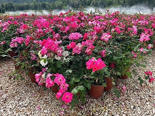 Rosa Meilland Pink Knock Out Vaso 19