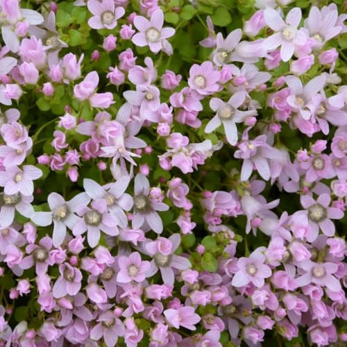 Anagallis tenella - Bog Pimpernel Hardy Perennial for Pond Edges and Bog Gardens – 3X 1 Litre Potted Plant by Thompson & Morgan
