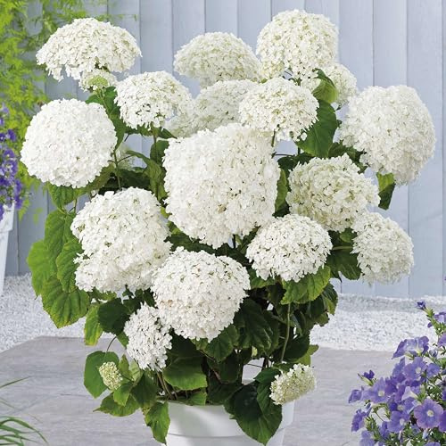 GARTEN SCHLÜTER® Rispenhortensie Annabelle 5 Liter Topf 10-30 cm