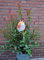 immergrüne Glanzmispel Photinia fraseri Devil's Dream -R- 80-100 cm hoch Solitär im 10 Liter Pflanzcontainer