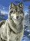 Diamond Painting Set, Bild mit Motiv Wolf und Zubehör, Größe ca. 33 x 44 cm, Bastelset zum Malen mit Glitzersteinchen für Kinder ab 5 Jahren