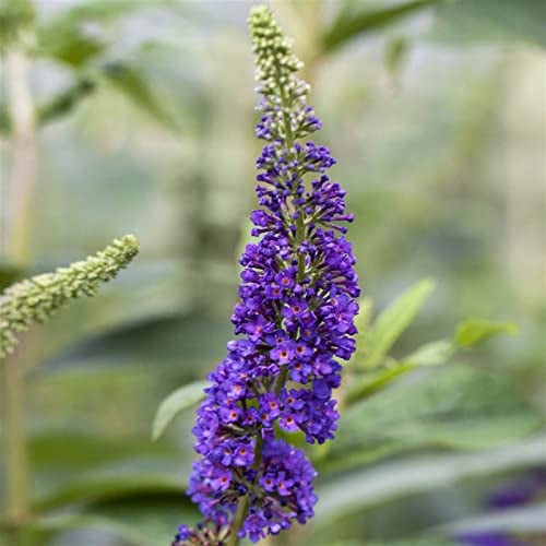 Sommerflieder, Buddleja davidii 'Empire Blue', blauviolett, Topf 5 lt.