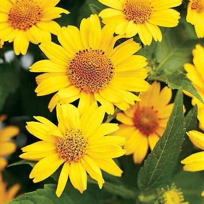Heliopsis, GIRASOLE FALSO, perenne, 80 semi!