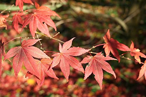 Roter Fächer-Ahorn Ac. palmatum atropurpureum Pflanze 15-20cm Fächerahorn