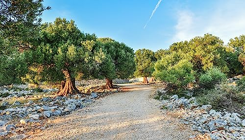 adrium Leinwand-Bild 70 x 40 cm: Großer und alter alter Olivenbaum im Olivengarten im mediterranen (50649482)