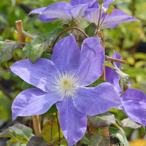 Clematis Diana's Delight - Hardy Shrub with Abundant Mid-Blue Blooms - Compact Climber for Trellises and Containers – 1x 3 Litre Potted Plant by Thompson & Morgan