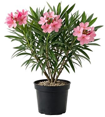 Myoshome - Adelfa Nerium Oleander Planta Natural en Maceta Flor Rosa, Arbusto Ornamental Exterior Resistente al Sol para Jardín Terraza Balcón Planta Viva Fácil Cuidado. Adelfa (Rosa)