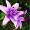 Bulbes de Lys Oriental Vivaces - Plantes en Pot ou Jardin Description Fleurs (7, violet)