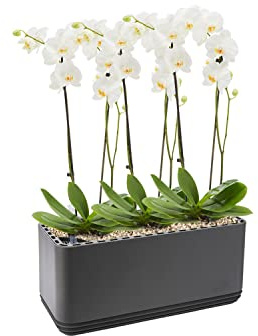 AIRY System L inkl. 3 Orchideen & Airy Base Substrat • Natürlicher Luftreiniger eliminiert Schadstoffe, Allergene & Gerüche • Für Räume mit ca. 30qm • Made in Germany, 3303-619 anthrazit