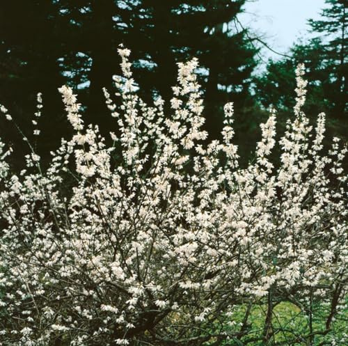 Abeliophyllum distichum 'Roseum' 40–60 cm – Winterhart, Mehrjährig, Pflegeleicht – Schneeforsythie – Blütenstrauch für Garten & Vorgarten