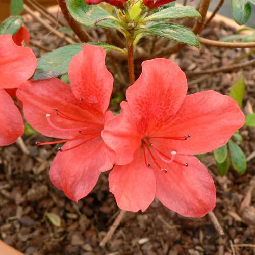 Azalea 'Orange Beauty'. 9cm Plant x 2. Dwarf Evergreen. Salmon Orange Flowers. Available from Bedwen Plants
