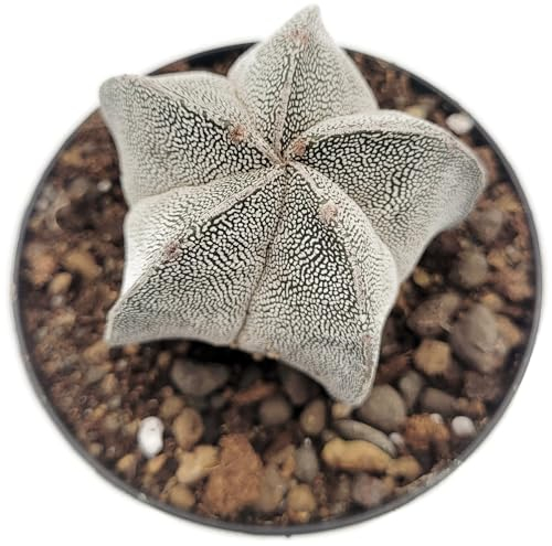 Fangblatt - Astrophytum cv. Onzuka - Sternenkaktus im Ø 9 cm Topf - pflegleichter Kaktus - exotische Zimmerpflanze