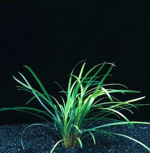 Ophiopogon japonica plante pour aquarium et terrarium 15/20cm