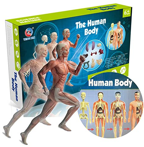Benkeg Menschliches Körpermodell Organe und Knochen Einfache Montage Learning Tool Kit Anatomie Modell Display STEM Pädagogisches Geschenk Lehrbedarf