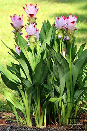 10 PC/Beutel Thailand Curcuma Samen, auch genannt Siam Tulip Samen, seltene Blumensamen ein Mitglied des Zingeraceae Family Garden Anlage 9
