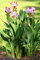 10 pc/sacchetto Thailandia curcuma semi, detti anche semi Siam Tulip, semi di fiori rari di un membro della famiglia di pianta da giardino Zingeraceae 9