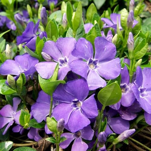 12 x Vinca minor - Kleines Immergrün in 9x9cm Topf - Bodendecker (2,50 pro Stück)
