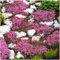 Kriech-Thymian Samen – Mehrjährige, Winterharte Bodendecker-Pflanze, Thymus Serpyllum Blumensamen für Garten, Balkon und Landschaftsgestaltung (700, Rosa)