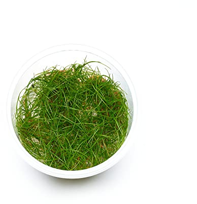 Eleocharis sp. Mini - Mini-Nadelsimse in vitro 5,5cm Bechergröße - in vitro Wasserpflanzen für Aquarien