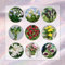 10 Pcs Calla Lilie Zwiebeln, Calla Zwiebeln Winterhart, Flowers Decoration, Zimmerpflanzen Calla Blume Knollen - Zantedeschia Aethiopica - Blumen Geschenk, Deko Wohnzimmer Garten Blumen
