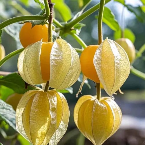 Physalis semillas uchuva de balcón de jardín resistentes semillas physalis bonsái - Serie Raras - organicas 550pcs