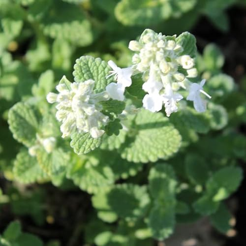 6x Garten-Bastard-Katzenminze - Nepeta racemosa ‘Snowflake’ - Kleincontainer 9x9cm