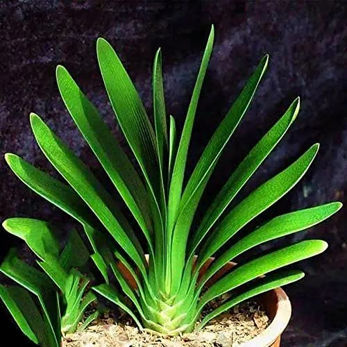 Haloppe 5/10 Stücke Blumen Pflanzen Samen für Hausgarten Pflanzen, Pflanzen Samen Natürliche Blühende Eingemachte Orchideen Blumensamen Gartenbedarf 5pcs