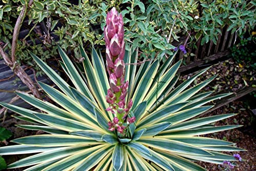 Portal Cool Yucca Gloriosa Variegata Spanish Dagger, In 9 cm Pot:Seeds Only