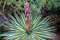 Portal Cool Yucca Gloriosa Variegata Spanish Dagger, In 9 cm Pot:Seeds Only