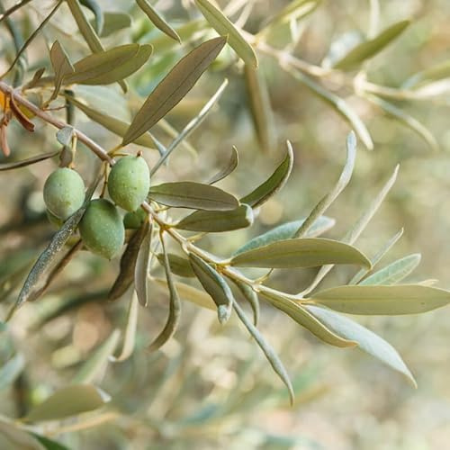 Olivier Buisson Olea Europaea Buisson 40/50cm Pot 4l - Plante En Pot - Floraison Mai à Juin Exposition - Hauteur 1,50 à 2 m - Exposition Soleil Sol