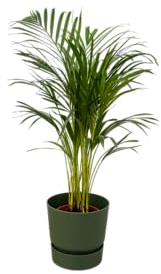Trendyplants - Arecapalme - ↨85cm - Ø19cm inklusive elho Greenville Rund grün Ø24cm x ↨23cm