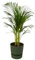 Trendyplants - Arecapalme - ↨85cm - Ø19cm inklusive elho Greenville Rund grün Ø24cm x ↨23cm