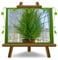 EURO PLANTS VIVAI Cupressus Macrocarpa Goldcrest Wilma - *Altezza 40~50 cm Vaso 14 cm