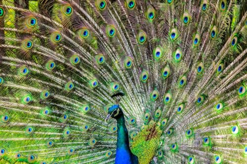 Pfau mit offenem Schwanz – 10000-teiliges Holzpuzzle Jungen und Mädchen