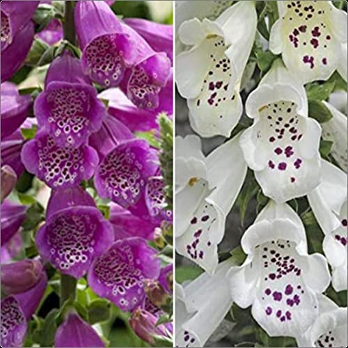 Foxglove Digitalis 'Dalmatian Purple and White Mix' x 6 Large Perennial Cottage Garden/Woodland Border Plug Plants
