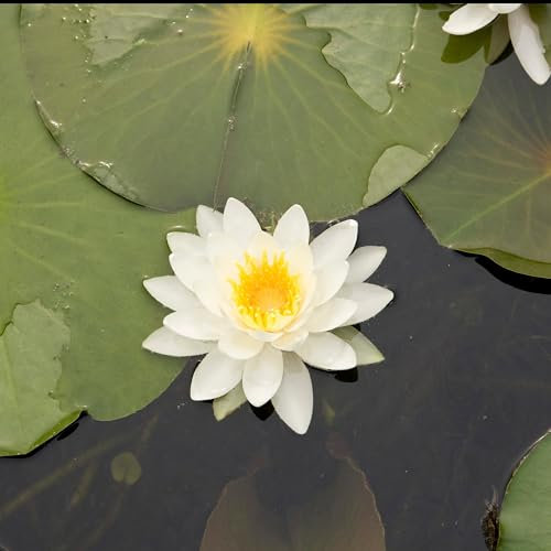 Seerose Tetragona - Der topf / Ø 9cm