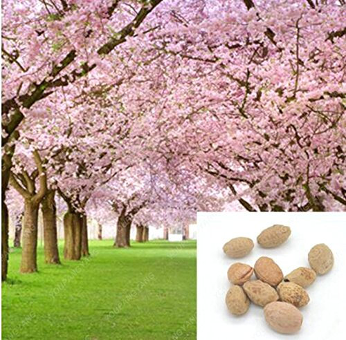 1 paquete de 10 piezas de árbol Semillas Semillas cerezo rosa Sakura, color cerezo en flor Plantas envío