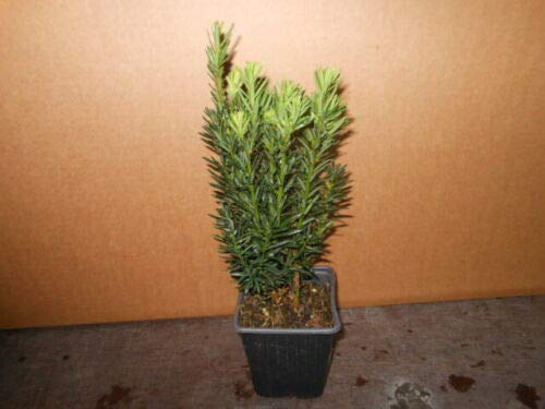 12 Becher-Eibe Taxus media Hillii 15-35 cm männliche Eibe Pflanzware