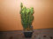 12 Becher-Eibe Taxus media Hillii 15-35 cm männliche Eibe Pflanzware
