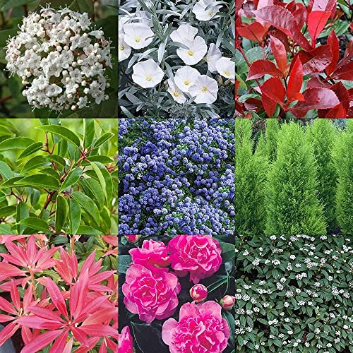Mélange de 5 plants d'arbustes à feuilles persistantes - Plantes de haute qualité certifée en pot