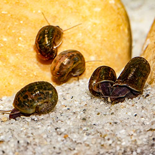 AQ4Aquaristik 5 x Posthornschnecke, marmoriert, Cleaningcrew, Nachzuchten, nützliche Helfer, Algenfresser, Aquariumschnecke