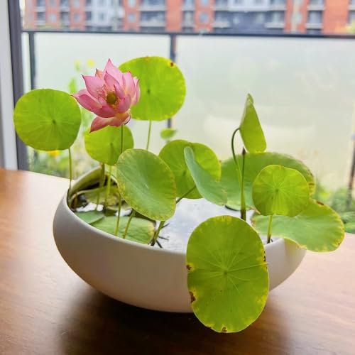 20 pcs Schalenlotus samen pflanzen samen einfach zu Pflanzen Lotus samen blumenwiese langer Blütezeit für eine gartendeko für draußen gartenpflanzen winterhart mehrjährig bonsai topf