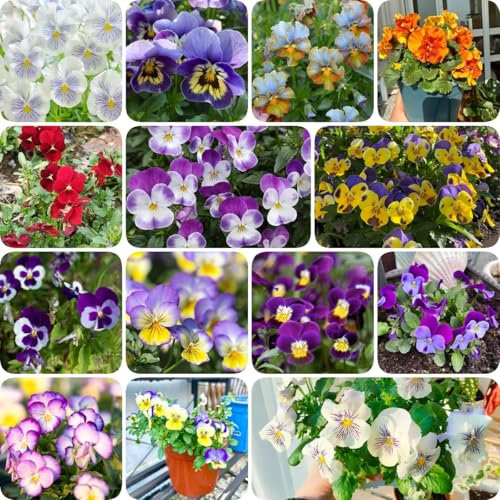 100 piezas Semillas de pensamiento silvestre, Semillas de flores silvestres Semillas de pradera de abejas Semillas perennes resistentes que cubren el suelo, viola tricolor, maceta