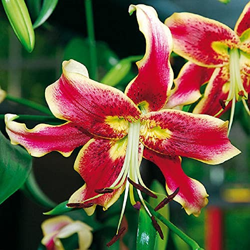 5x Seltene Blumenzwiebeln Tiger Lilie Scheherazade bis 200 cm Höhe *RARITÄT*
