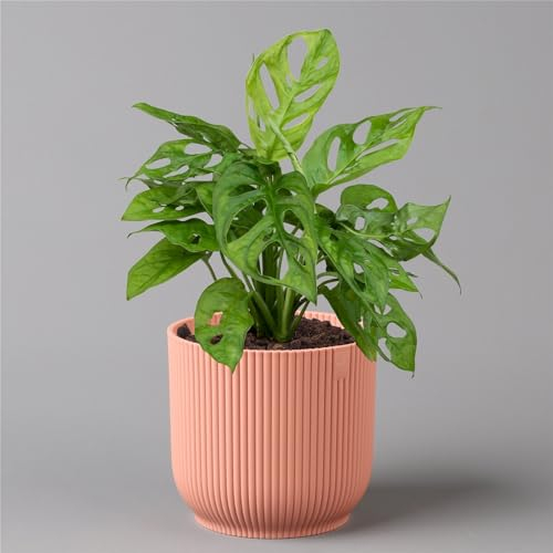 Monstera adansonii in Übertopf Vibes rosa, Topf-Ø 12 cm, Höhe ca. 25 cm